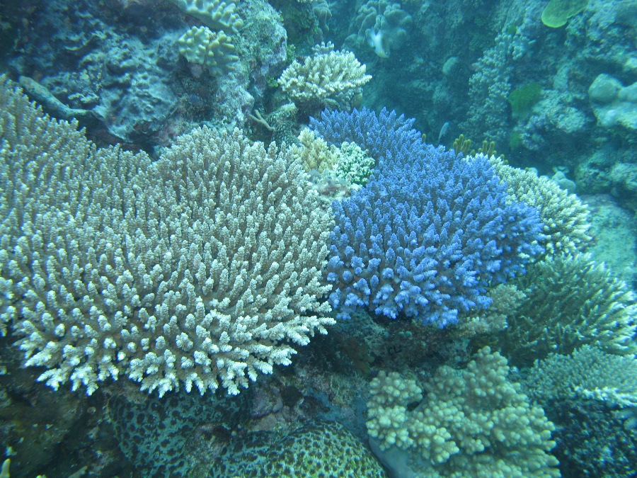 Dive Photos/2009-07 Great Barrier Reef/img_0956.jpg